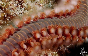 This image of a Bearded Fireworm was taken during a dive ... by Steven Anderson 